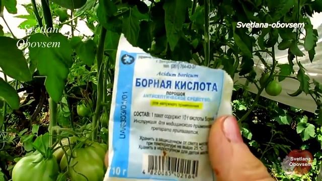 ВСЕ СОЦВЕТИЯ НА ТОМАТАХ В МИГ ЗАВЯЖУТСЯ ГРОЗДЯМИ ДАЖЕ ПРИ ЖАРЕ! ОГРОМНЫЕ.БОРНАЯ КИСЛОТА+ГУМАТ КАЛИЯ смотреть онлайн