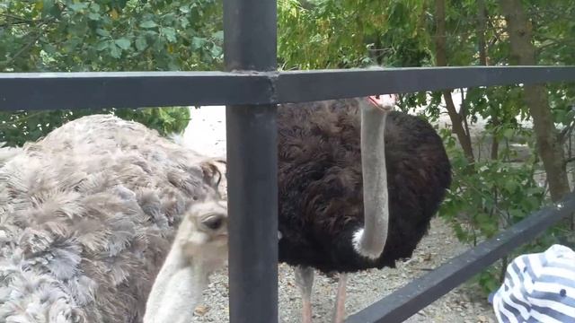 Кормим страусов. Тайган смотреть онлайн