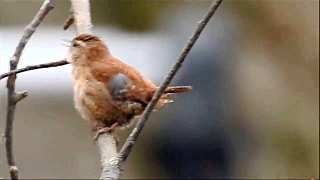 Атмосфера лета  Птицы в лесу Звук природы 1 час внутреннего равновесия