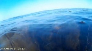 Подводная охота, кефаль, пеленгас, камбала, красноперка Приморский край