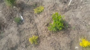 Защита от хруща. Для ценных растений - препарат "Инициатор"  1 таблетка - на целый год.