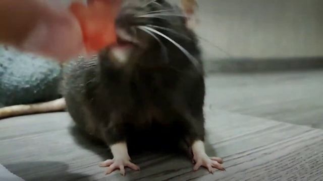 Крыса ест арбуз ASMR смотреть онлайн