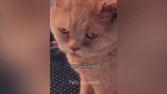 Попробуй не засмеяться 😂 Самые смешные видео о кошках