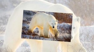 10 самых опасных диких животных Канады