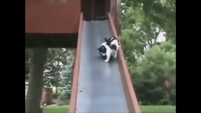 Коты и кошки приколы Веселые повадки котов смотреть онлайн