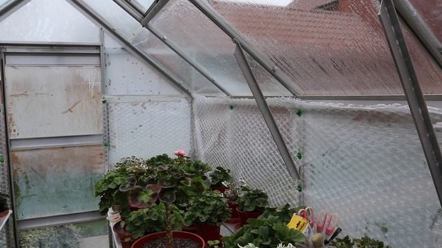 Mr Pelargonium's Glasshouse in April Part 2. How the plants are growing. смотреть онлайн