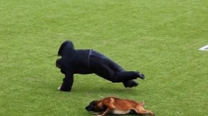 Лучшие атаки полицейской дрессировки Голландии KNPV, Eindhoven 2016