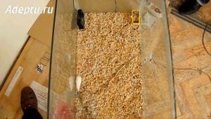 Тестирование отпугивателя Град А 1000 ПРО