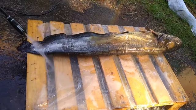 Как легко и быстро почистить сома. Мойка высокого давления смотреть онлайн