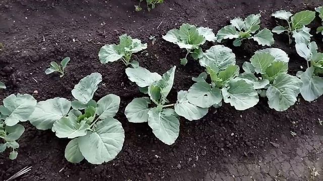 ЧЕТЫРЕ ВАЖНЫЕ ПОДКОРМКИ ПО УХОДУ ЗА КАПУСТОЙ! Как бороться с вредителями! смотреть онлайн