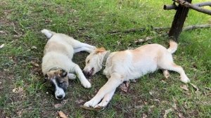 ШАШЛЫК ИЗ ФАРШИРОВАННОЙ ЗЕЛЕНЬЮ ГОВЯДИНЫ И ГРЕЦКИХ ОРЕХОВ Азербайджанская Кухня Деревенская Кухня