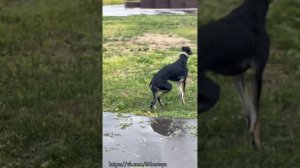 Хортые борзые. Питомник From Russian Field