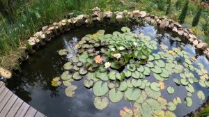 Биоплато пруда, зона регенерации пруда. Советы