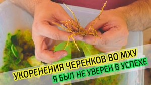 Результат укоренения черенков во мху сфагнум. Первый бокс.