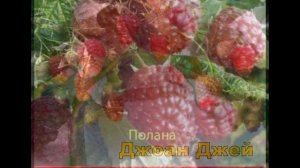 СОРТА МАЛИНЫ