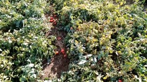 Томат сливка "Бенито, Пьетро россе, Дино" для открытого грунта