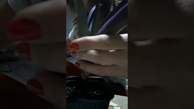 Важно ли это..?)/// Как я пересаживаю" Рео" смотреть онлайн