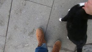 СМЕШНЫЕ КОТЫ|Большой чёрный красивый кот