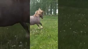 советский тяжеловоз Султан