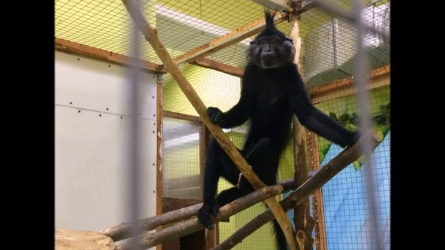 Познание окружающего мира "На экскурсию в зоосад" смотреть онлайн