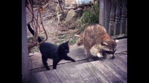 Слепой енот и его телохранители - кошки. История про енота