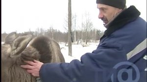 В Бежецком районе Тверской области живет лосенок по имени Мая