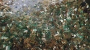 Молочная кислота для бройлеров. Арбор Айкрес 7 дней.