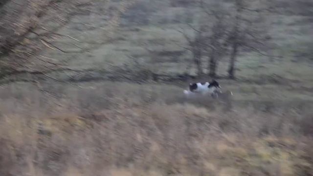 русские борзые и уиппеты смотреть онлайн