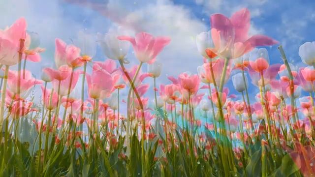 Футаж ? Тюльпаны белые.Тюльпаны розовые? смотреть онлайн