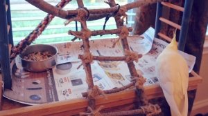 ОБНОВЛЕННАЯ ИГРОВАЯ ПЛОЩАДКА /  ИГРОВОЙ СТЕНД ДЛЯ ПОПУГАЕВ СВОИМИ РУКАМИ