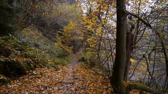Видеопрогулка по осеннему лесу- просто красота