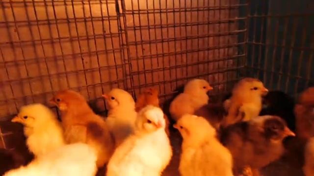 Суточные  цыплята от своих доминантов смотреть онлайн
