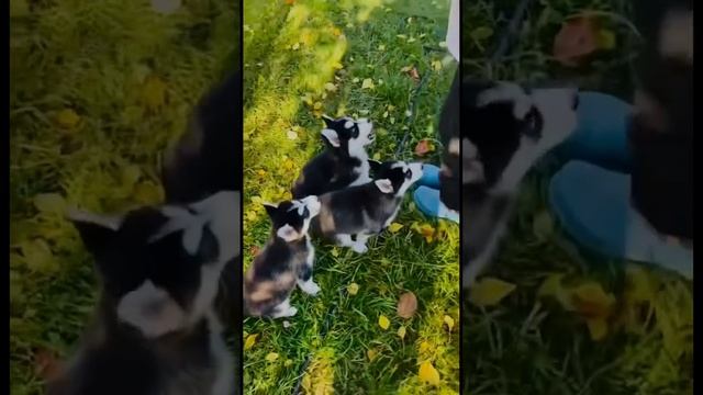 Хасята поедают помидорки?? #puppies#husky#delicious#devour#tomato#cute#guys