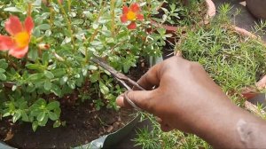 Purslane growing tips for better flowering // Purslane Care // Purslane  flower plant // Purslane