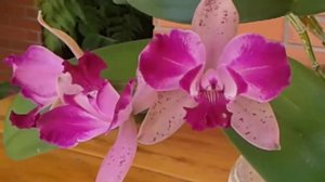 Cattleya Penny Kuroda