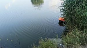 РЫБАЛКА НА ТРОФЕЙНОГО БЕЛОГО АМУРА! Ловля амура в харьковской области