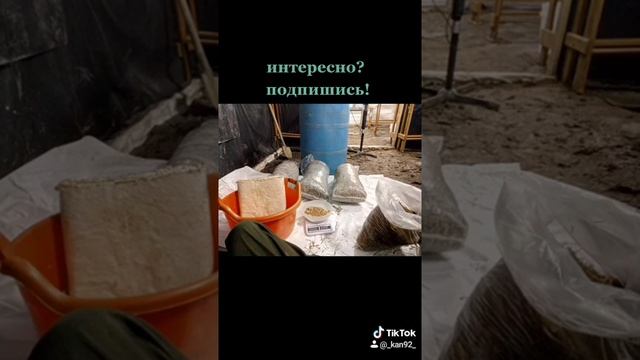 Вешенка Солома Мицелий смотреть онлайн