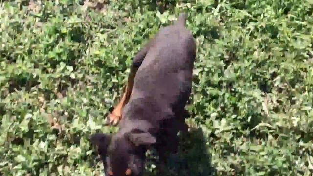 Продавам мъжко черно доберманче на 3 месеца смотреть онлайн