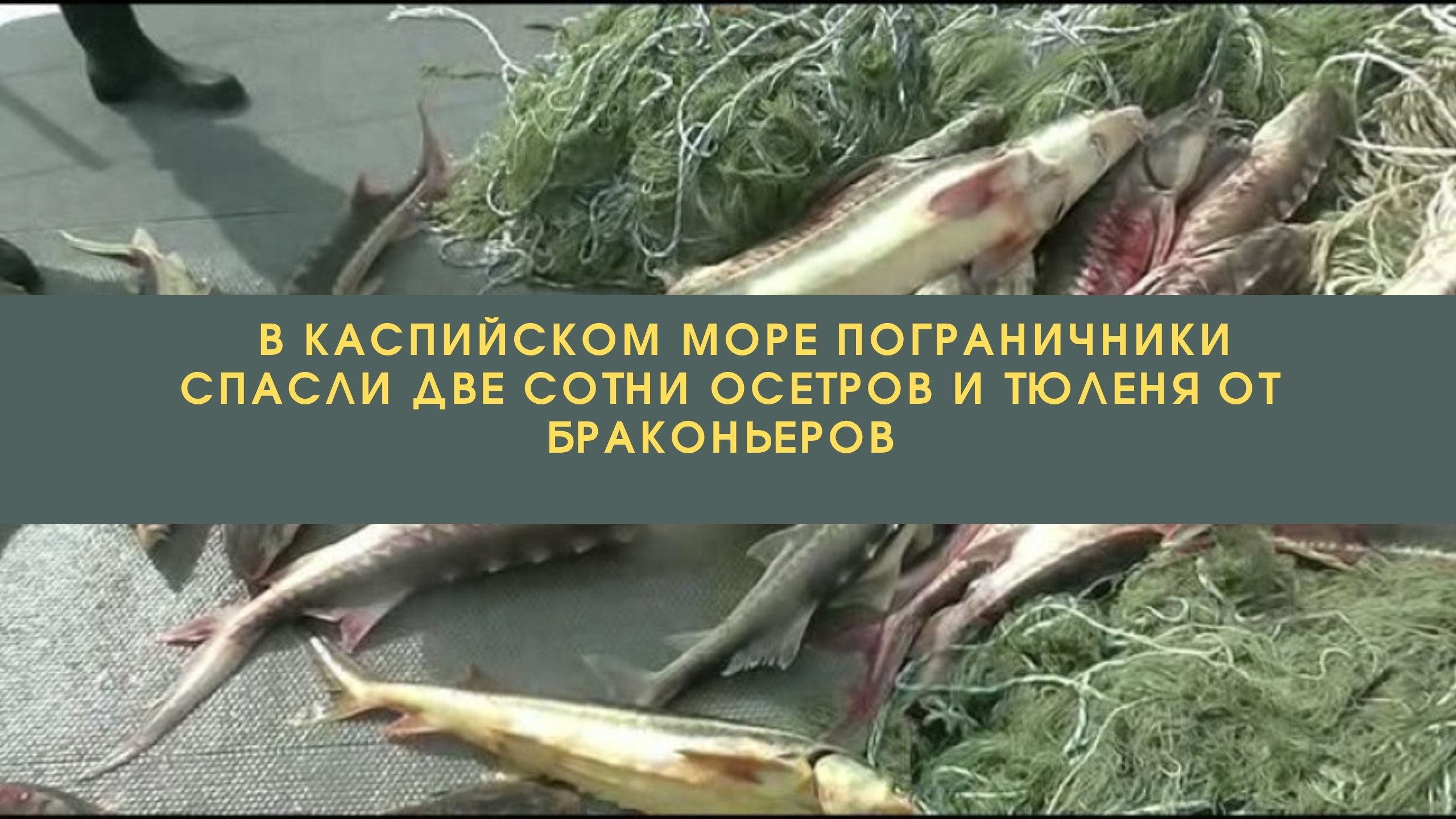 рыба с каспийского моря