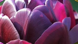 Махровые тюльпаны. Особенности их выращивания