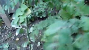 Никаких черенков для размножения! Все проще!