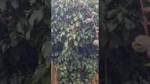 Common Ivy Invading A Neighbour's Garden 🏡 Invasive Weeds смотреть онлайн