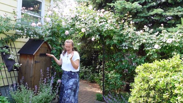 David Austin Roses start their BLOOMS (beautiful!) 🏡🌿 смотреть онлайн