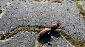 Майский жук или Майские хрущи!
