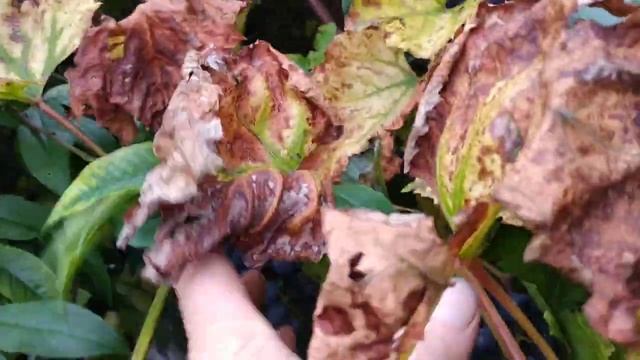 ПЕРСИКИ НА ЗИМУ . ЗАГОТОВКИ ДОМАШНИЕ. смотреть онлайн