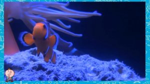 о рыбах для дошкольников