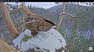 05.02.2023 13:36 Один из хозяев, красавец орлан с пятном под глазом, снова в гнезде.