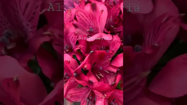 Alstroemeria flower | Summer flower | USA