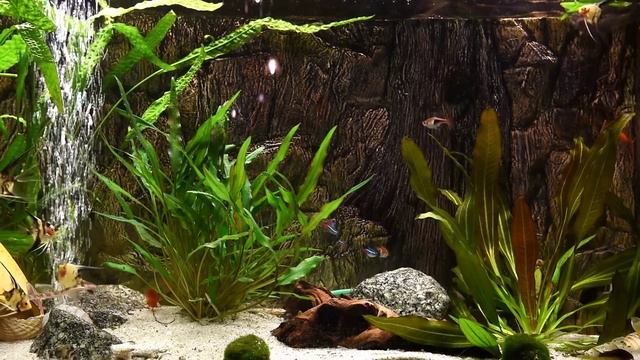 Расслабляющие звуки аквариумных рыбок - БЕЗ МУЗЫКИ