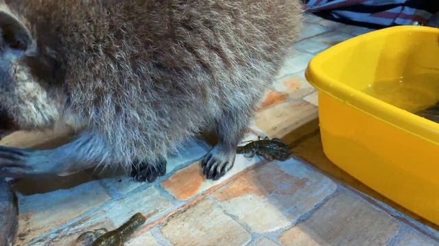 ЕНОТЫ И РАКИ! смотреть онлайн